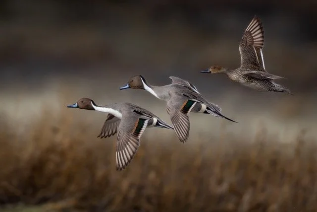 _NT_3133p Medium.jpeg