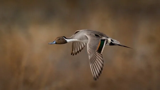 _NT_3157p Medium.jpeg