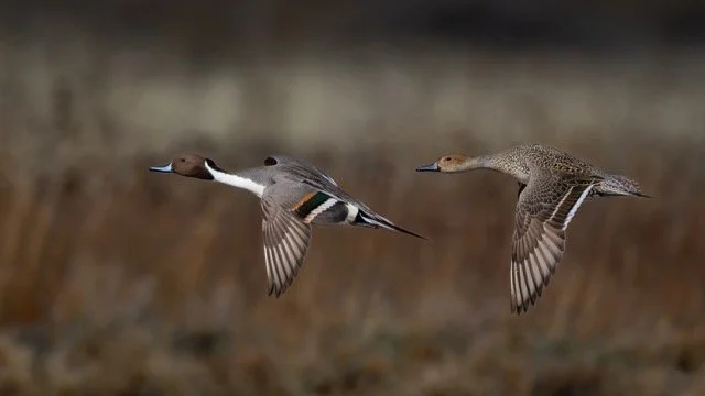 _NT_3120p Medium.jpeg