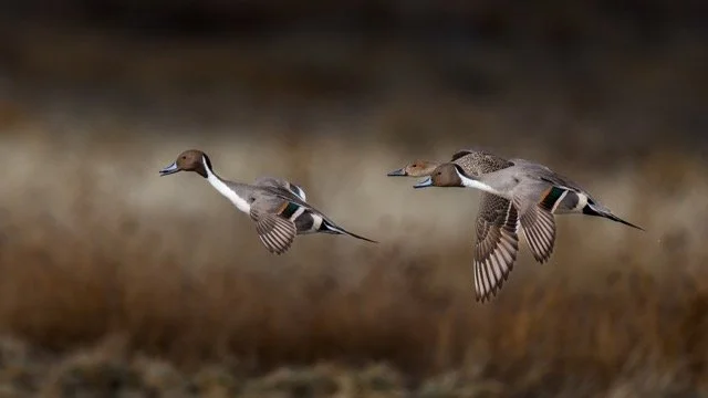 _NT_3127p Medium.jpeg