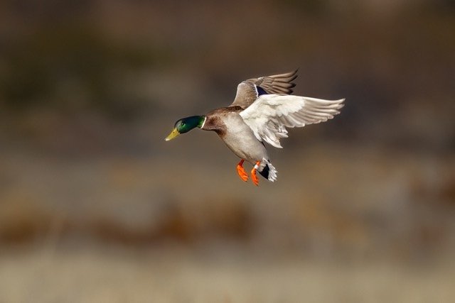 _NT_3012p Medium.jpeg