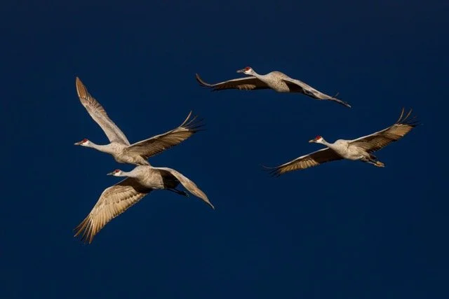 _NT_3115p Medium.jpeg