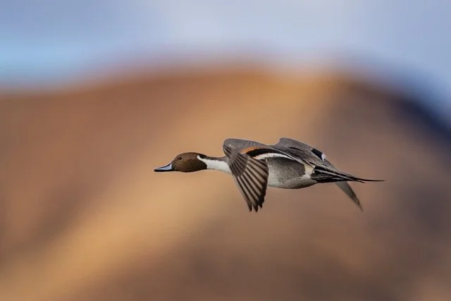 _NT_2852p Medium.jpeg