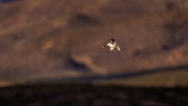 _NT_2982p Medium.jpeg