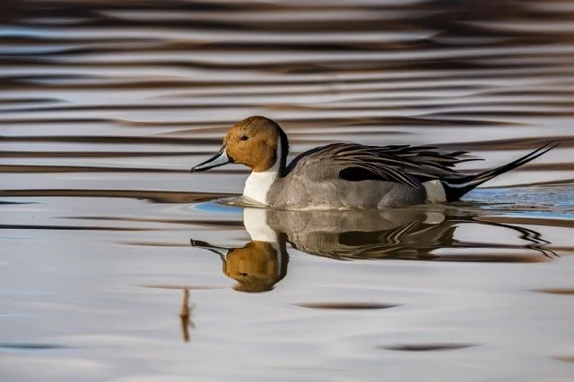 _NT_2695p Medium.jpeg