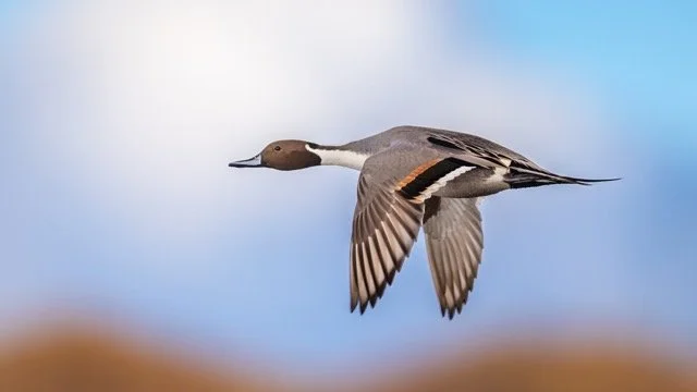 _NT_2831p Medium.jpeg