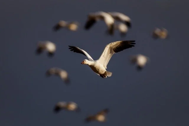 _NT_2445p Medium.jpeg