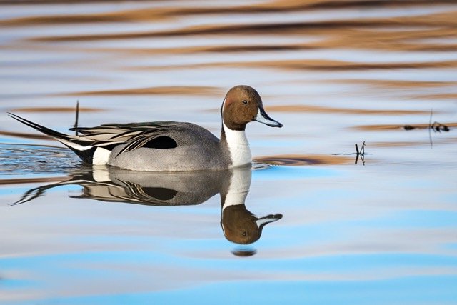 _NT_2507p Medium.jpeg