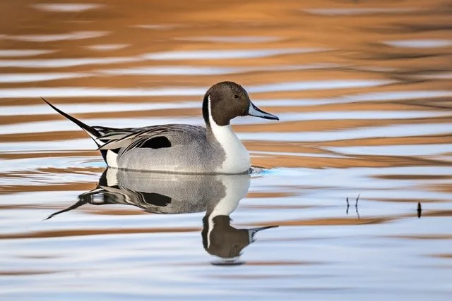 _NT_2393p Medium.jpeg