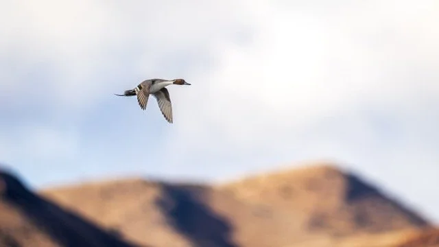 _NT_2305p Medium.jpeg