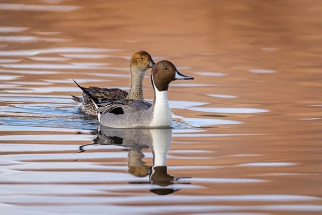 _NT_2351p Medium.jpeg