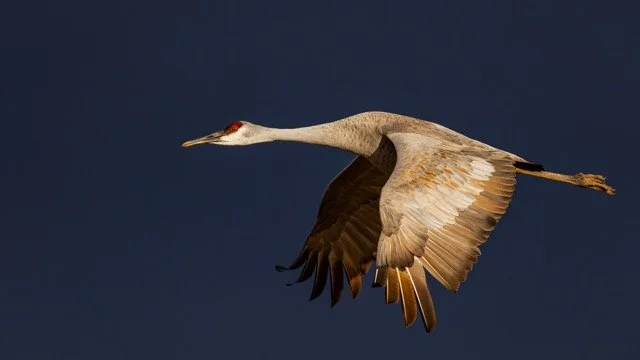 _NT_2036p Medium.jpeg