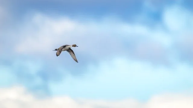 _NT_2270p Medium.jpeg