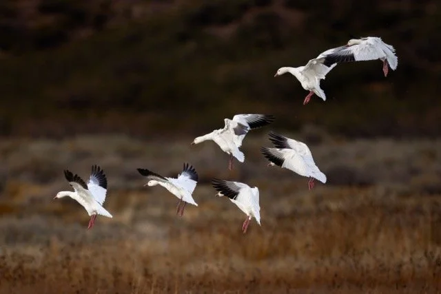 _NT_1864p Medium.jpeg