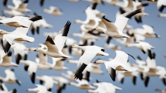 _NT_1142p Medium.jpeg