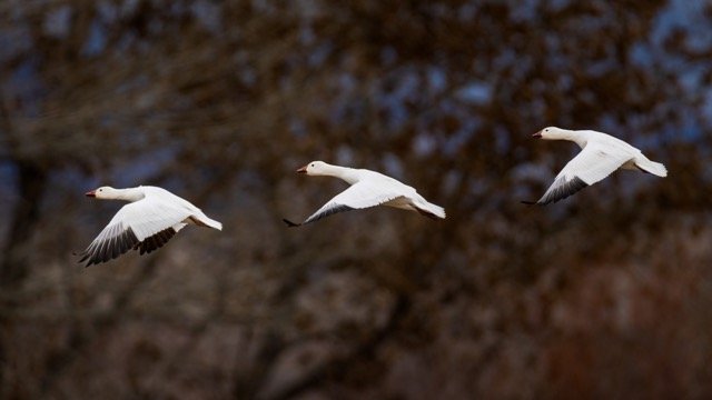 _NT_0081p Medium.jpeg