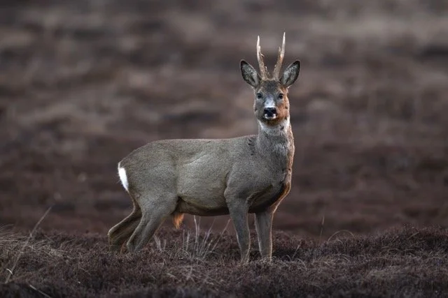 Roe Deer.jpg-2026-2-1 17.13.41 Medium.jpeg