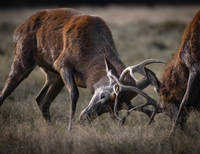 Red Stag-1.jpg-2026-2-1 17.13.41 Medium.jpeg