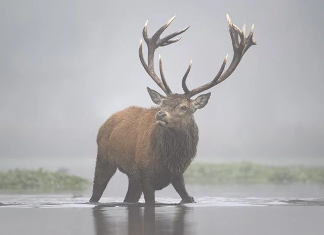 Red Stag.jpg-2026-2-1 17.13.41 Medium.jpeg