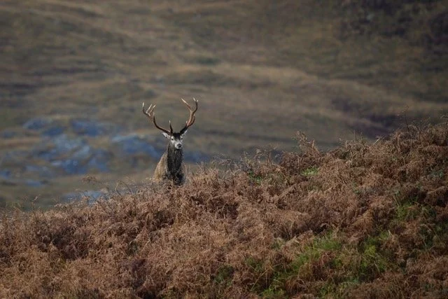Red Deer-4.jpg-2026-2-1 17.13.41 Medium.jpeg