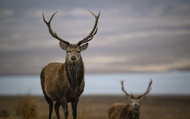 Red Deer.jpg-2026-2-1 17.13.41 Medium.jpeg