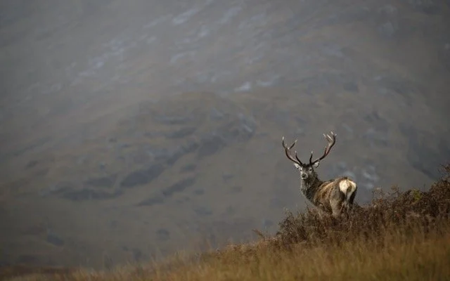 Red Deer-3.jpg-2026-2-1 17.13.41 Medium.jpeg