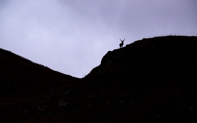 Red Deer-1.jpg-2026-2-1 17.13.41 Medium.jpeg