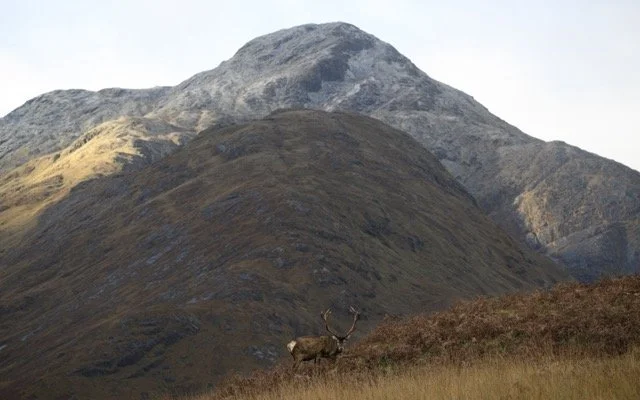 Red Deer-2.jpg-2026-2-1 17.13.41 Medium.jpeg