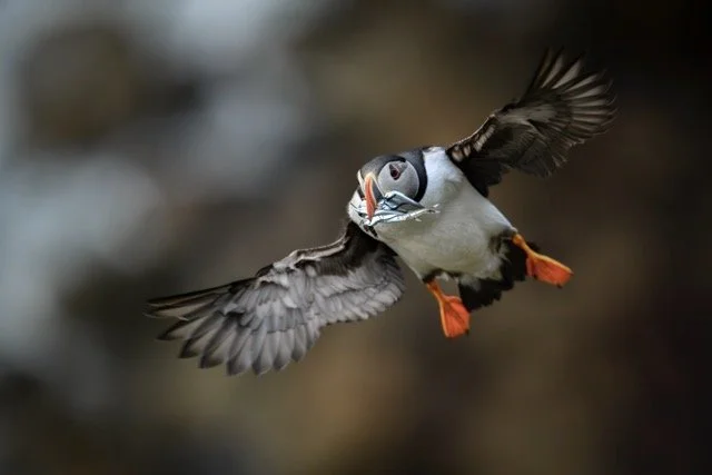 Puffin.jpg-2026-2-1 17.13.41 Medium.jpeg