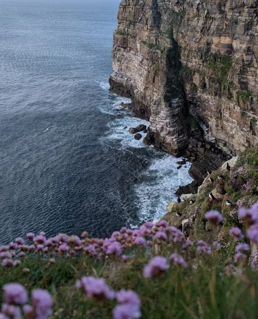 Puffins at Cliffs.jpg-2026-2-1 17.13.41 Medium.jpeg