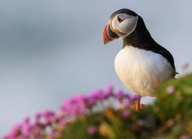 Puffin-2.jpg-2026-2-1 17.13.41 Medium.jpeg