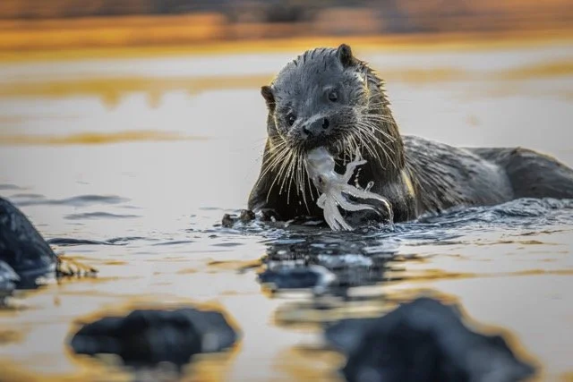 Otter.jpg-2026-2-1 17.13.41 Medium.jpeg