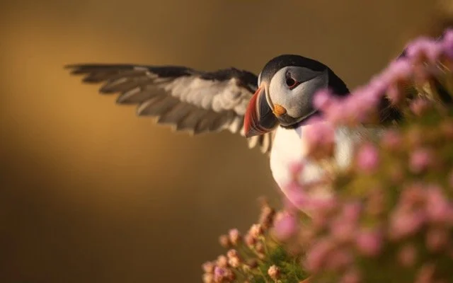 Puffin-1.jpg-2026-2-1 17.13.41 Medium.jpeg