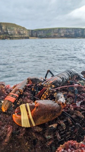 Large Lobster.jpg-2026-2-1 17.13.41 Medium.jpeg