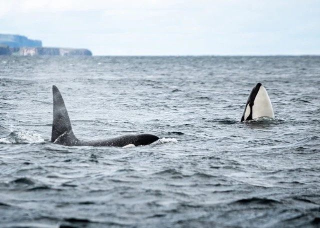 Orca in Scotland.jpg-2026-2-1 17.13.41 Medium.jpeg