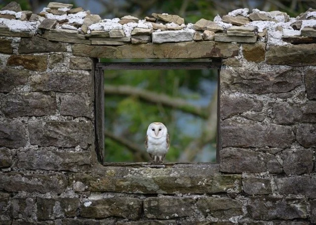 Barn Owl.jpg-2026-2-1 17.13.41 Medium.jpeg