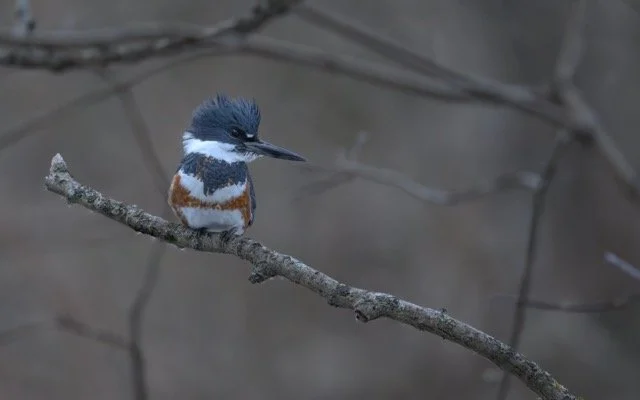 Belted Kingfisher.jpg-2026-2-1 17.13.41 Medium.jpeg