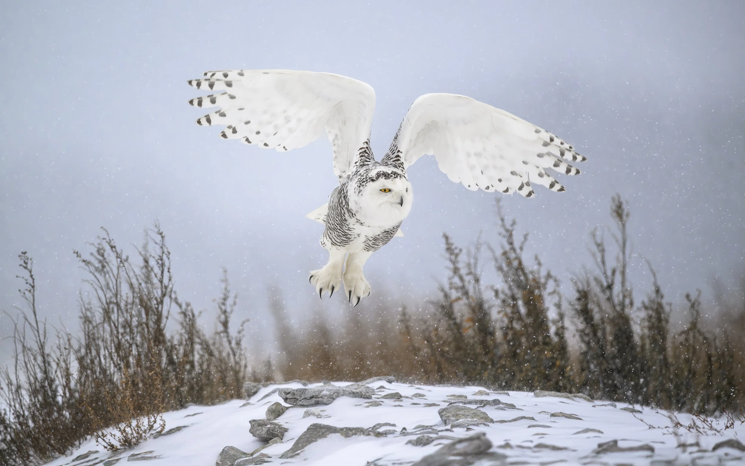 Snowy Owl.jpg-2026-2-1 17.13.41.jpg