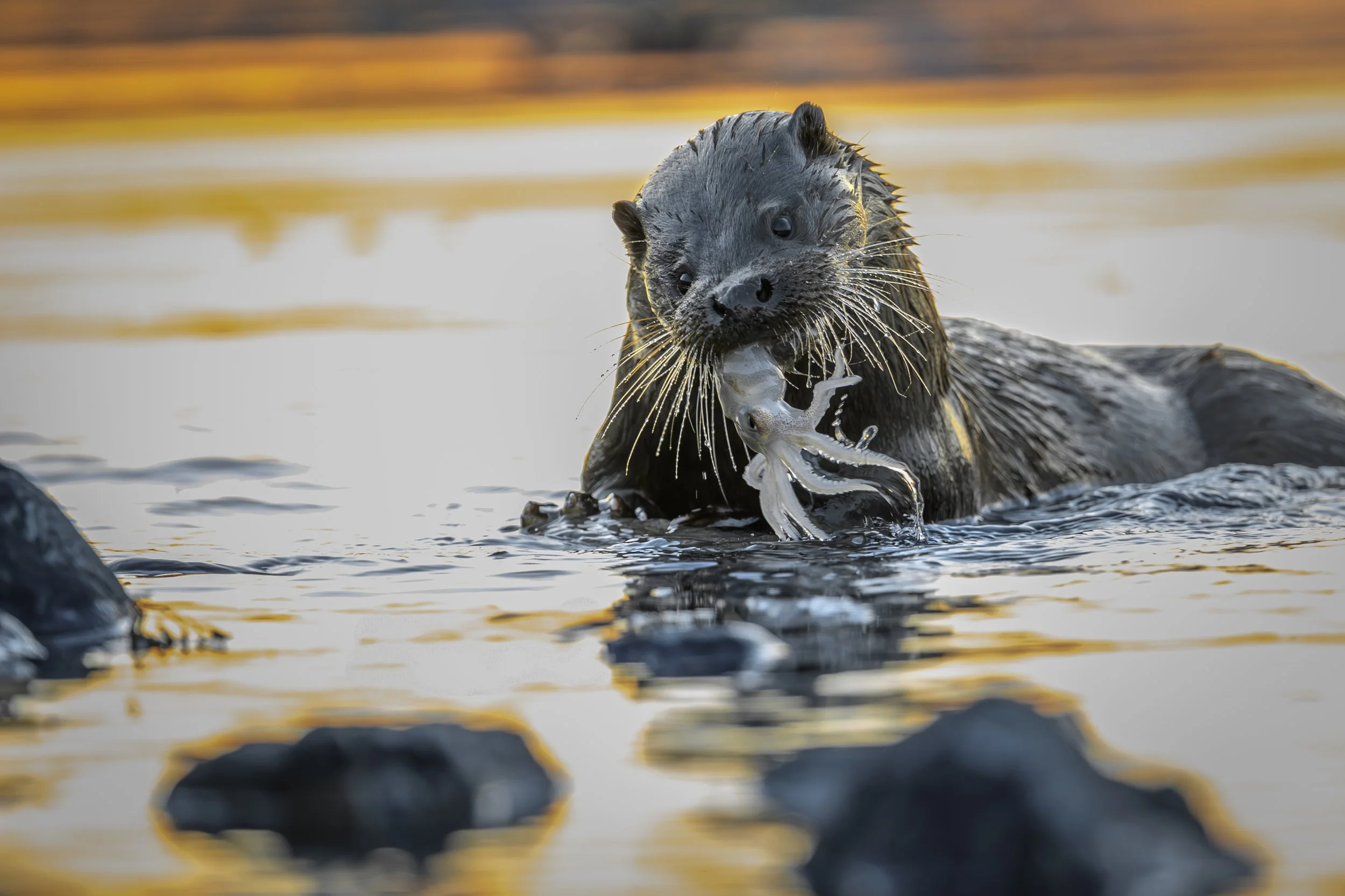 Otter.jpg-2026-2-1 17.13.41.jpg