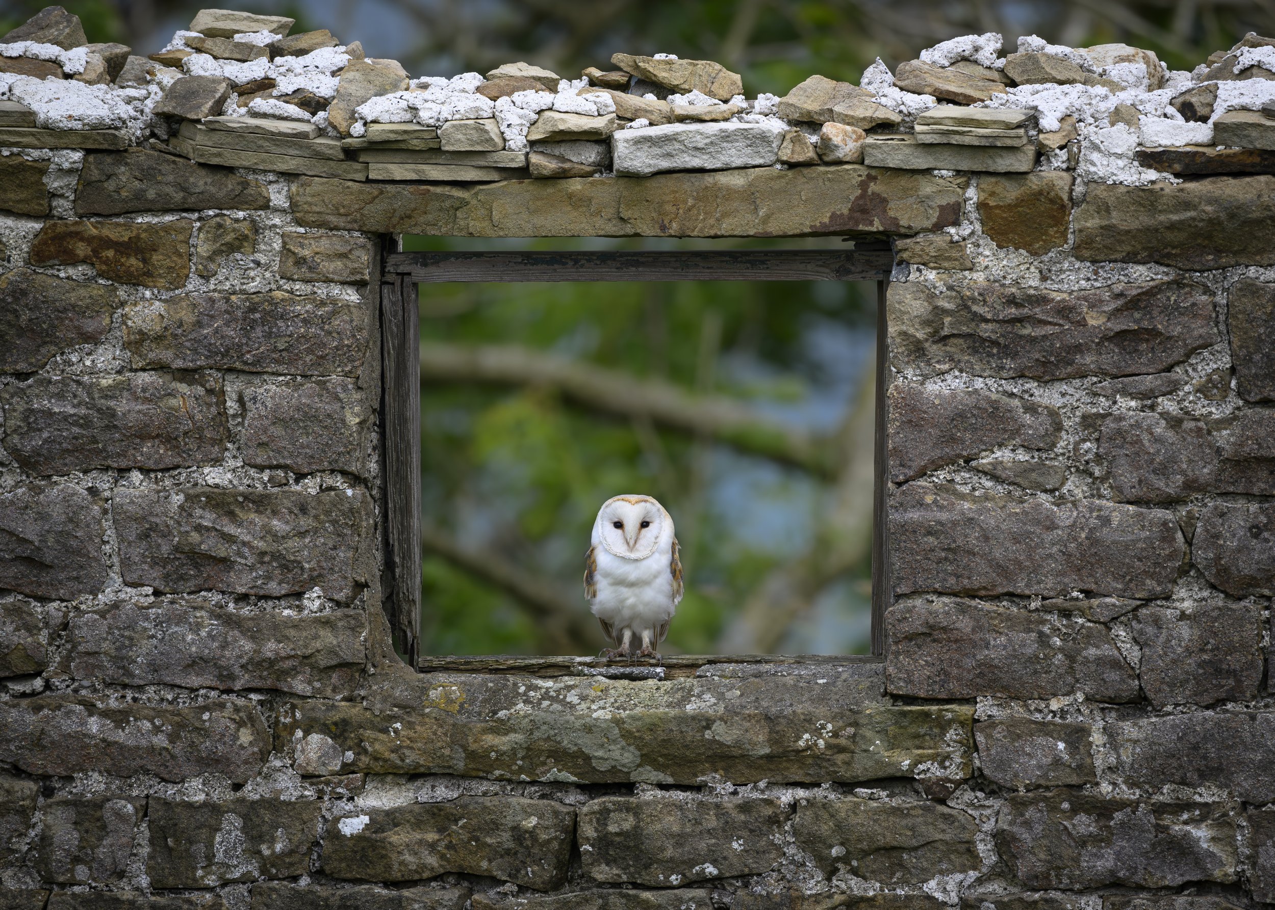 Barn Owl.jpg-2026-2-1 17.13.41.jpg