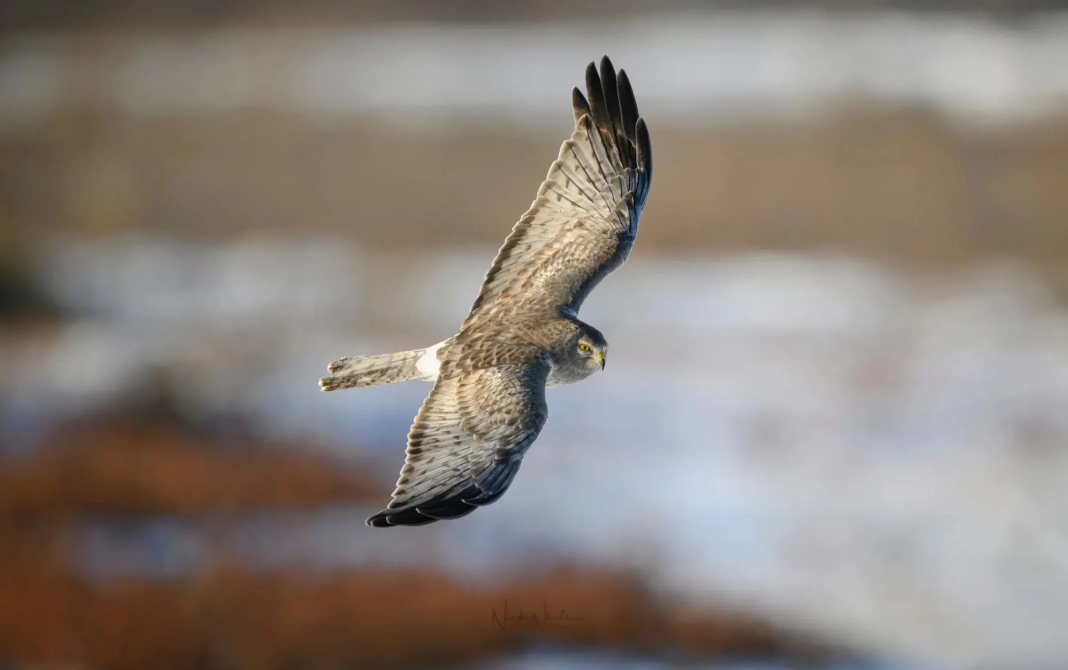Falcon Wide Stitched.jpg