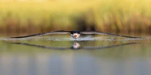 AudubonSkimmer Medium.jpeg