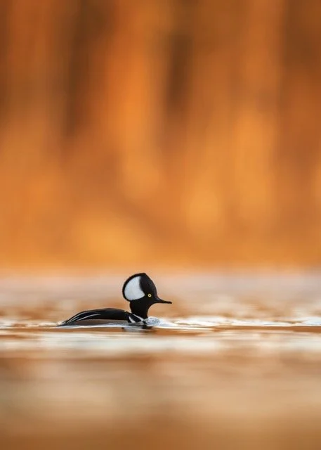 3.MergContest21 Medium.jpeg