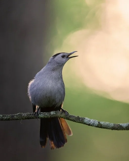 BPOTH_Keys_Catbird Medium.jpeg