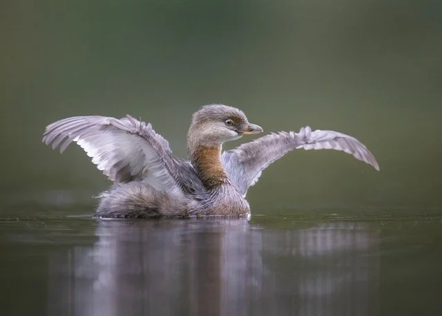 BPOTH_Keys_Grebe Medium.jpeg