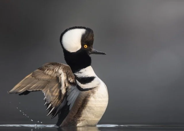 ContestHoodedMerg Medium.jpeg