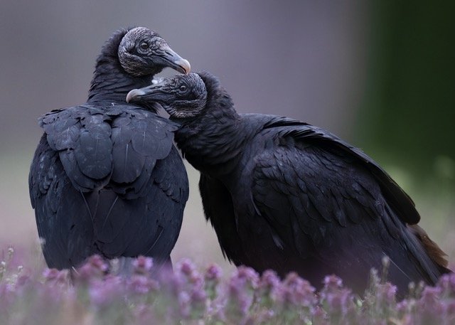 Copy of BPOTH_Keys_vultures Medium.jpeg