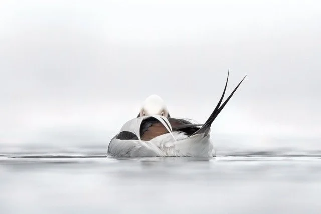 Copy of LTDuckContest2000 Medium.jpeg