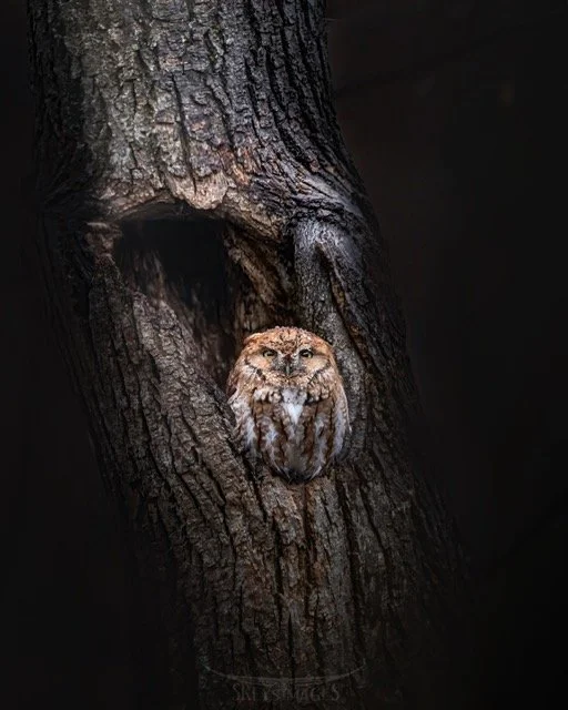 Copy of ScreechHeronAndOwlCS Medium.jpeg