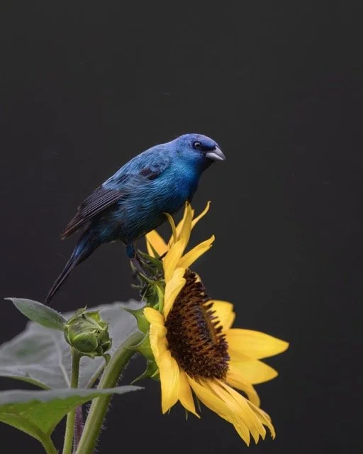 ScottKeys_SunnyYetSinister Medium.jpeg